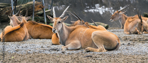 Groupe of common southern eland antelope or taurotragus oryx photo