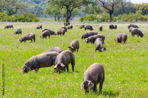 Pigs graze on farm in countryside of Badajoz, Extremadura. photo