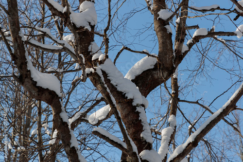 snow on branches against the blue sky photo