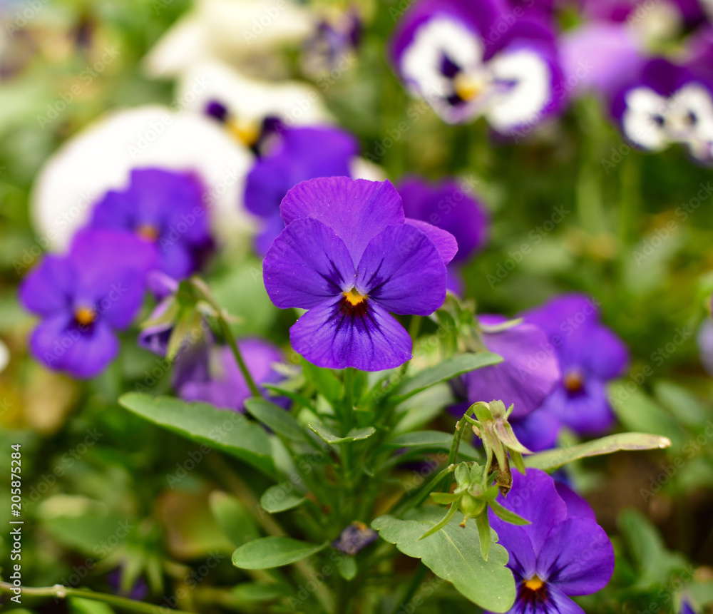 Close up of tender multi-colored violets on the flowerbed - pansy. Close up of tender multi-colored violets on the flowerbed - pansy.
