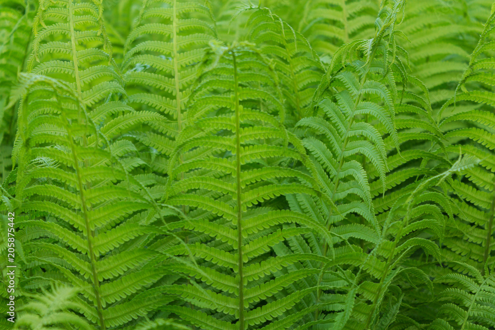 Fototapeta premium fern green nature