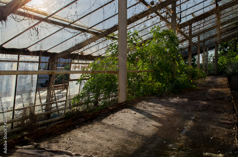 Fototapeta premium GreenHouse