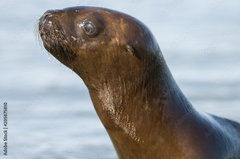 Obraz premium Sea Lion pup , Patagonia Argentina