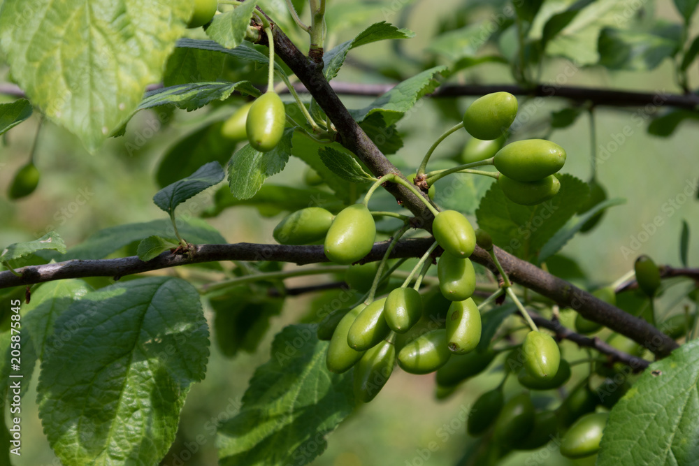 Green unripe plums hanging at the plum tree in an orchard