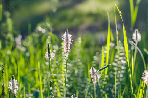 Summer background. Green grass, plantain in soft focus. photo