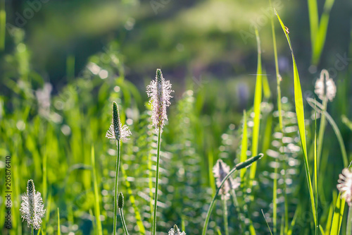 Quadro su tela Summer background. Green grass, plantain in soft focus.
