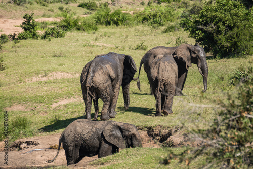Muddy Elephants walking away