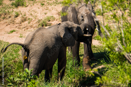 Sticker Elephant pooping