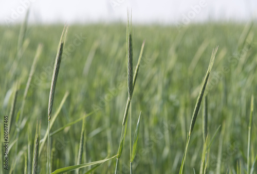 Green Rice Field with white sky background