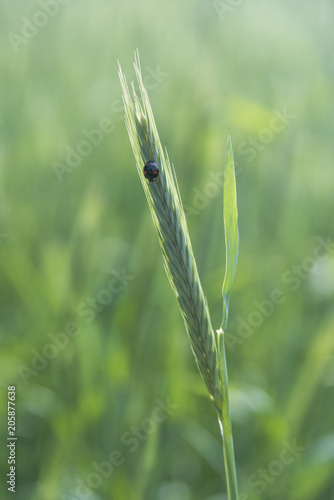 Green Rice Field with white sky background