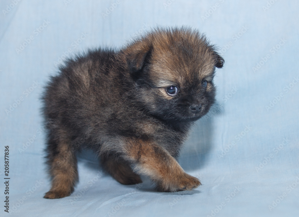Obraz premium Щенок