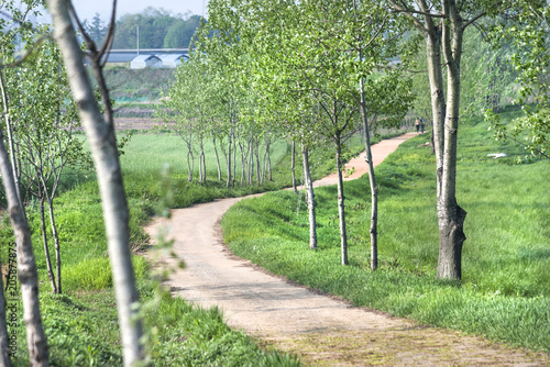 lot of trees in greean forest with sand road
