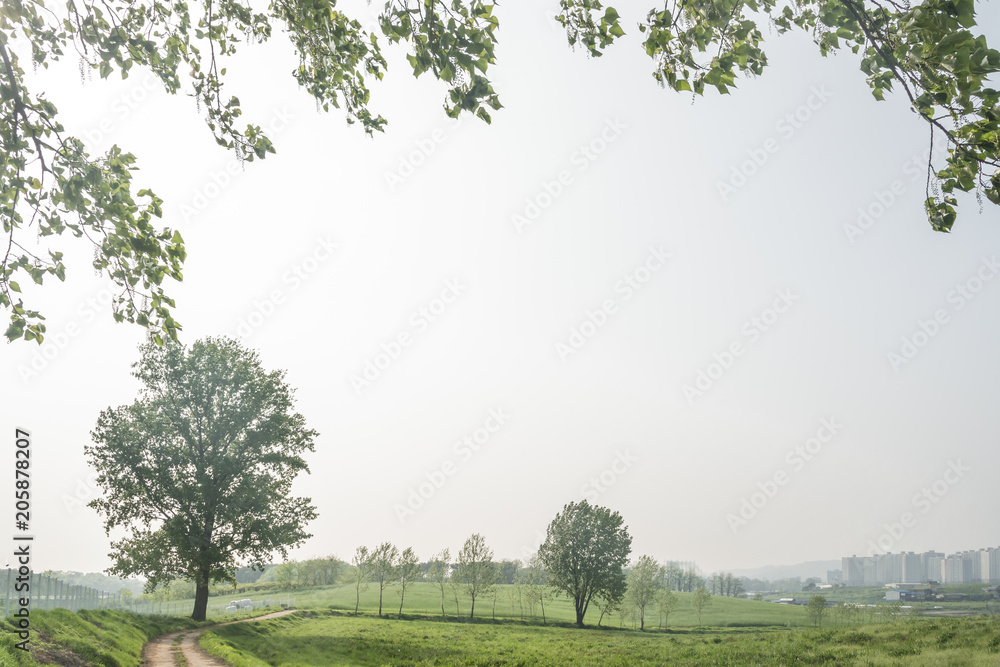Fototapeta premium field, big tree, sun and blue sky.