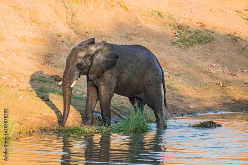 Elephant wet after swim