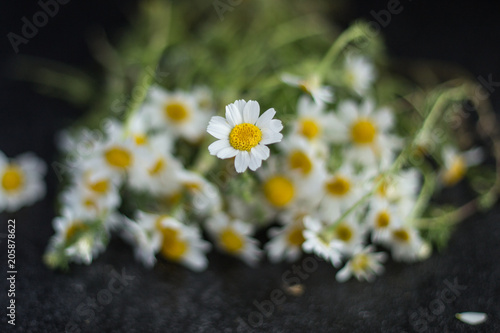 bouquet of daisies