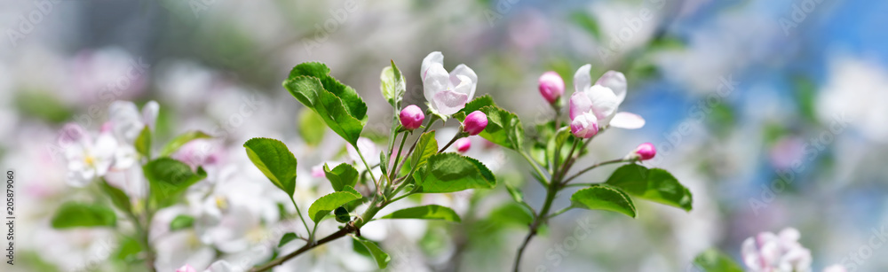 blurred apple tree background. Spring flowers on beautiful sunny day blurred apple tree background. Spring flowers on beautiful sunny day