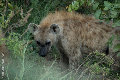 Shy Hyena closeup © DeBruyn