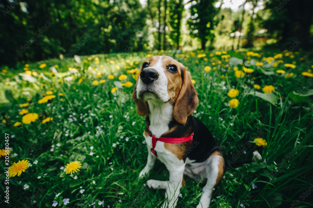 Cute little beagle dog in the green grass with yellow flowers in the park. Beautiful beagle puppy. Close up