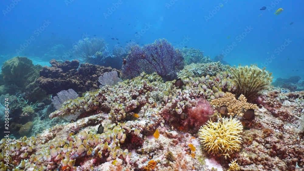 Naklejka premium Fish and coral reef. Tropical fish on a coral reef. Wonderful and beautiful underwater world with corals and tropical fish. Hard and soft corals. Diving and snorkeling in the tropical sea. Travel