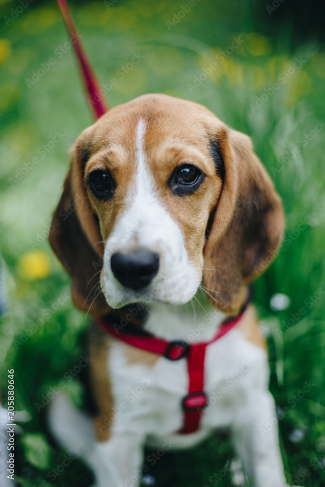 Close up portrait of beautiful little beagle dog in red lead sitting obediently on the green grass in the park