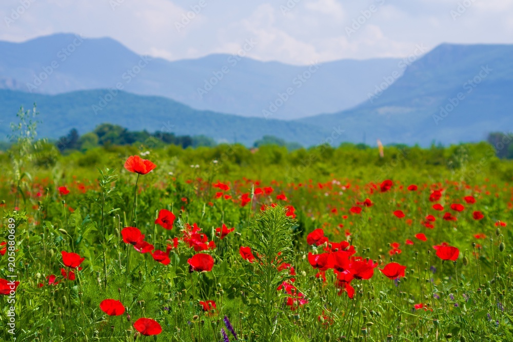 Vibrant poppy field panorama with mountain and white clouds in the background