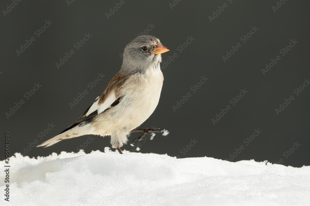 White-winged Snowfinch - Montifringilla nivalis on the rock in winter Alps