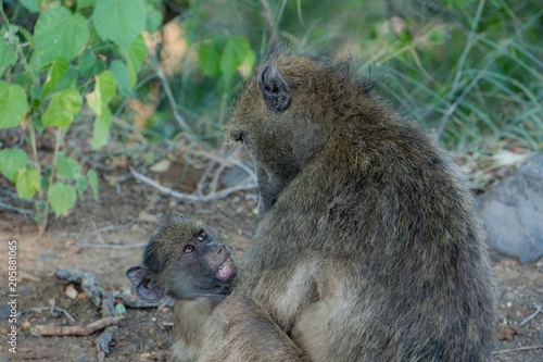 Baby baboon mad at mother