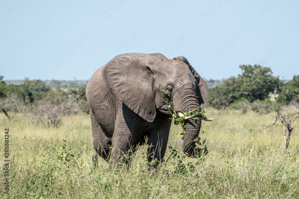 Elephant Eating Grass 