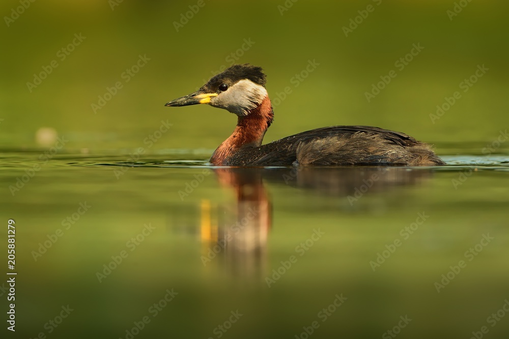 Fototapeta premium Red-necked Grebe (Podiceps grisegena) on the lake in spring enlightened by evening sun. Beautiful moment