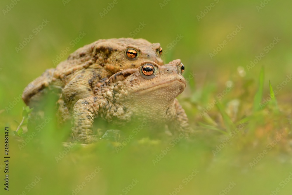 European Toad - Bufo bufo in the water during spring mating. Male and female European Toad - Bufo bufo in the water during spring mating. Male and female