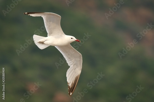 Audouin's Gull - Ichthyaetus audouinii captured in the flight with mountains in the background.