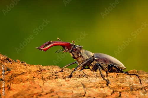 Quadro em tela Stag Beetle (Lucanus cervus) on the tree trunk