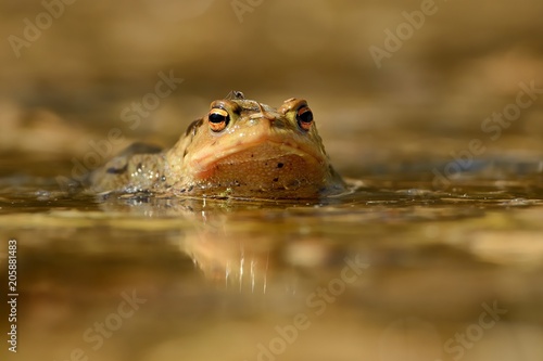 European Toad - Bufo bufo in the water during spring with mosquito © phototrip.cz