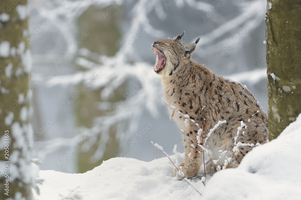 Eurasian Lynx (Lynx lynx) in winter, snow, trees, winter picture. Eurasian Lynx (Lynx lynx) in winter, snow, trees, winter picture.