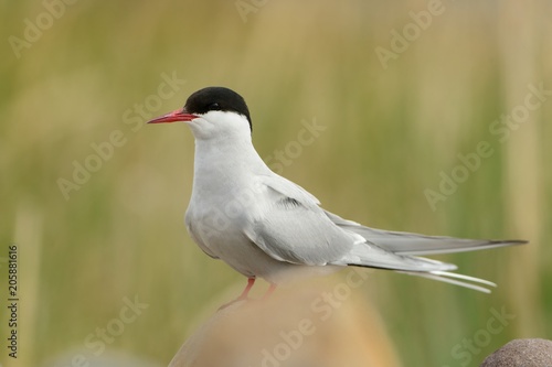 Arctic Tern - Sterna paradisaea sitting in the stone beach in Norway