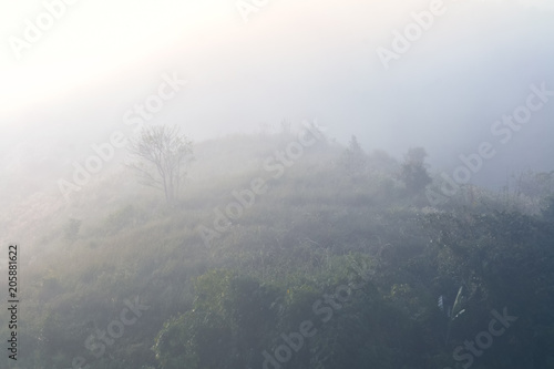 Landscape of forest mountains among mist