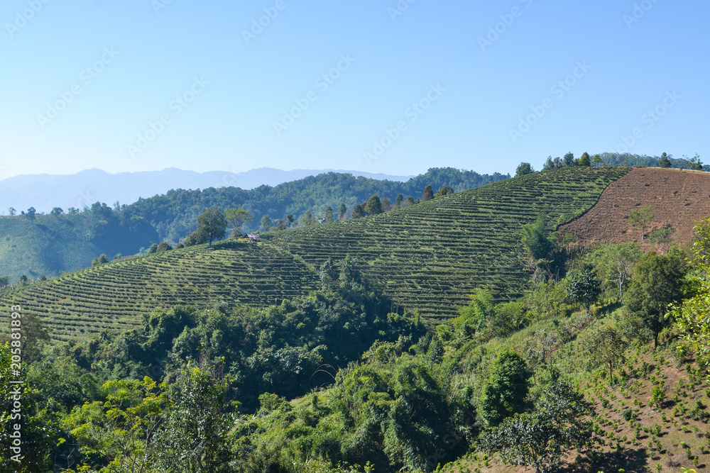 Fototapeta premium Tea Plantation planted on mountain