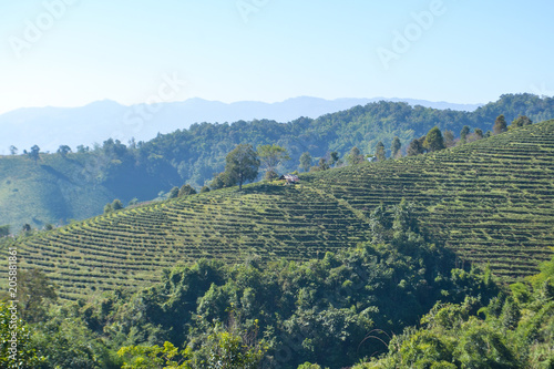 Tea Plantation planted on mountain © auimeesri