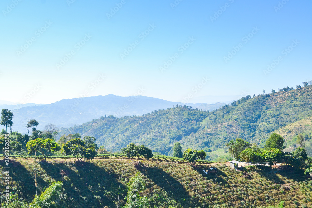 Landscape of forest and mountain with blue sky