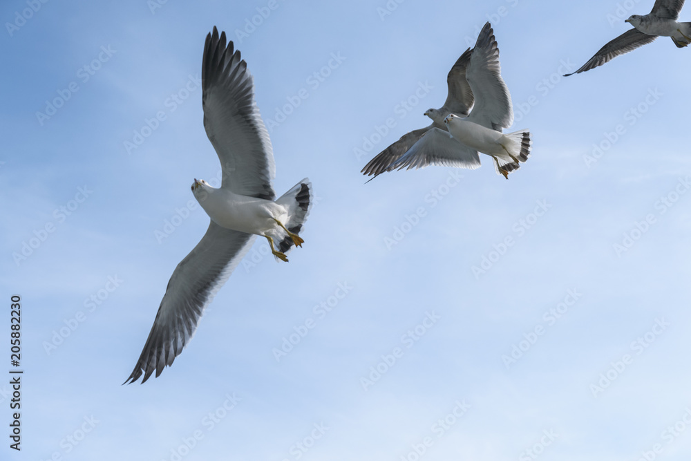Flying seagulls over blue sky.
