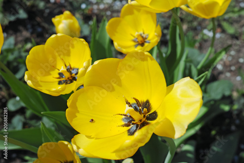 Yellow tulips close-up