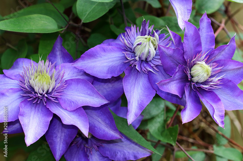 Fototapeta Naklejka Na Ścianę i Meble -  Violet blue Clematis Multi Blue flowers from May to June