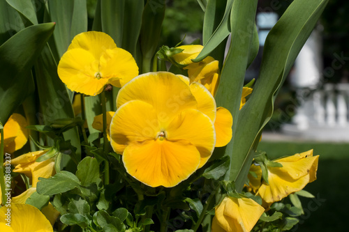 Yellow flowers violets on the flower bed in the Park photo