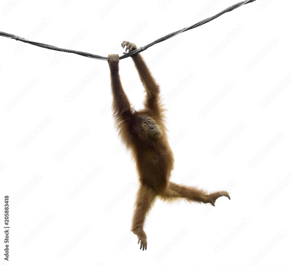 Obraz premium Orangutan dziecka kołysząc się na liny w zabawnej pozie na białym tle
