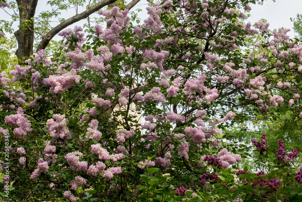 Blooming beautiful lilac trees in the Park Natural background