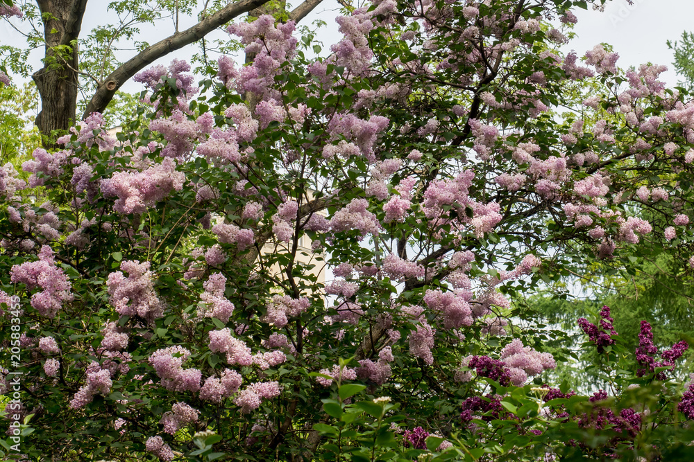 Blooming beautiful lilac trees in the Park Natural background Blooming beautiful lilac trees in the Park Natural background