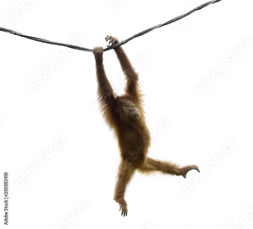 Fototapeta samoprzylepna Dziecka orangutan chlanie na arkanie w śmiesznej pozie odizolowywającej na białym tle