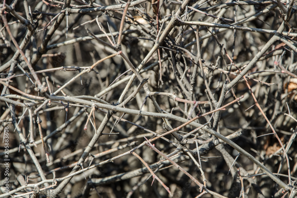 Texture of thickets of bushes close-up on a sunny day. Impenetrable bushes with spines, without leaves. Texture of thickets of bushes close-up on a sunny day. Impenetrable bushes with spines, without leaves.