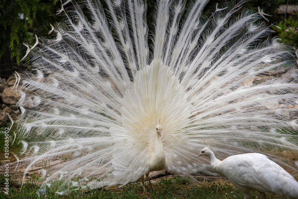 Obraz premium White peacock couple seduction love game