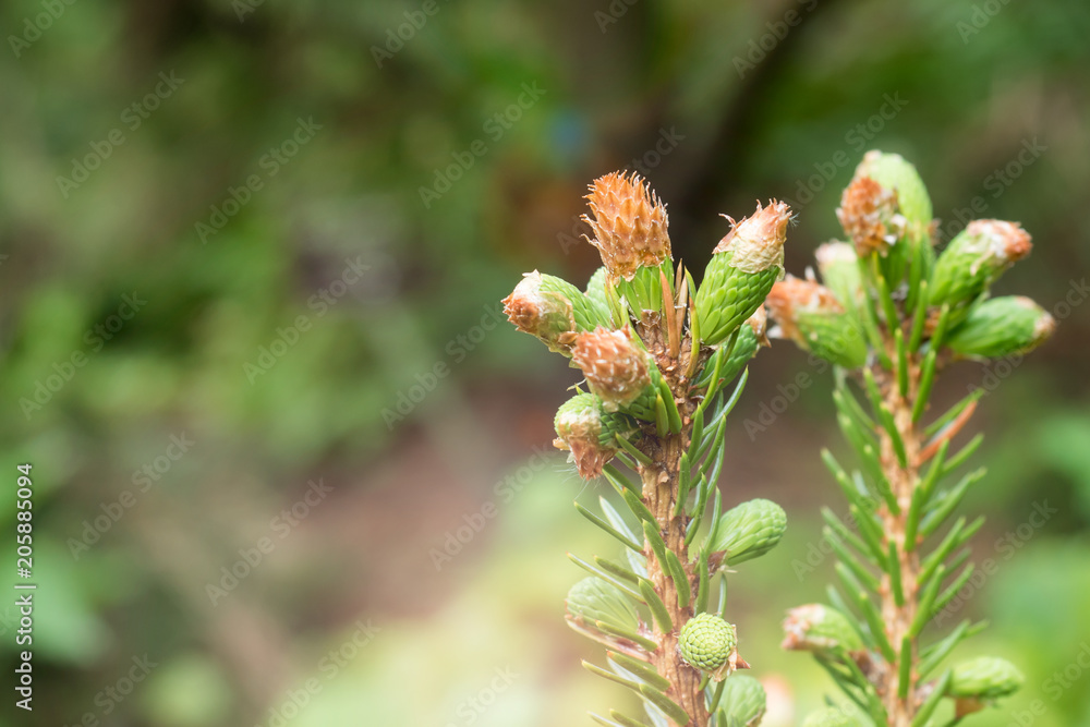 Flowering young coniferous trees in the spring in the forest. Selective focus Flowering young coniferous trees in the spring in the forest. Selective focus